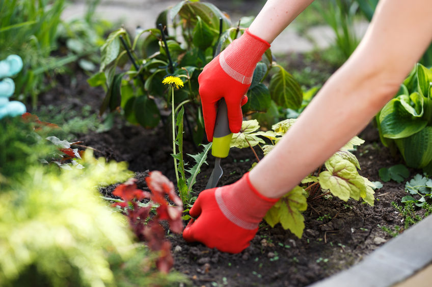 Try these tips to prepare your Chattanooga garden for spring.